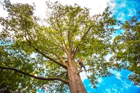 How Our Tree Care Process Works  in  Rancho Cordova, CA