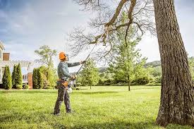 Best Arborist Consultation Services  in Rancho Cordova, CA