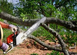 Best Tree Trimming and Pruning  in Rancho Cordova, CA